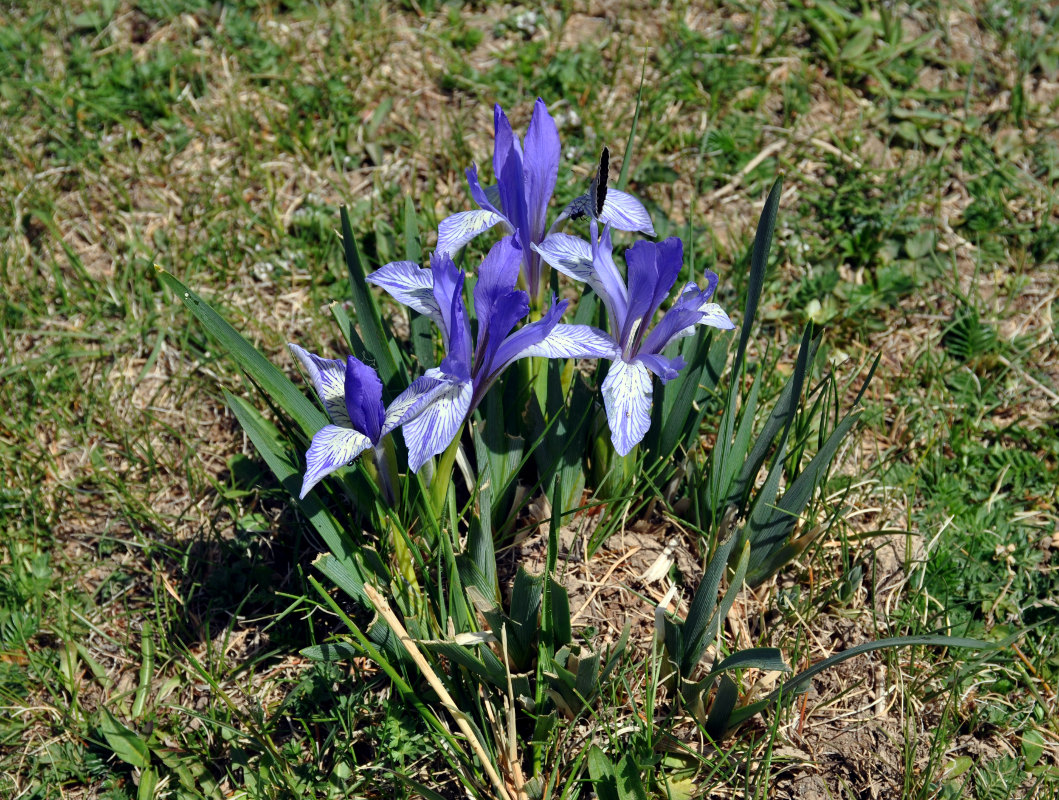 Image of Iris lactea specimen.
