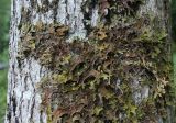 Lobaria pulmonaria. Талломы. Краснодарский край, хр. Ачишхо, широколиственный лес, на стволе Acer sp. 26.06.2017.