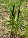 Carex melanostachya