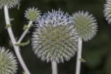 Echinops sphaerocephalus. Распускающееся соцветие. Саратов, обочина дороги. 23.07.2017.