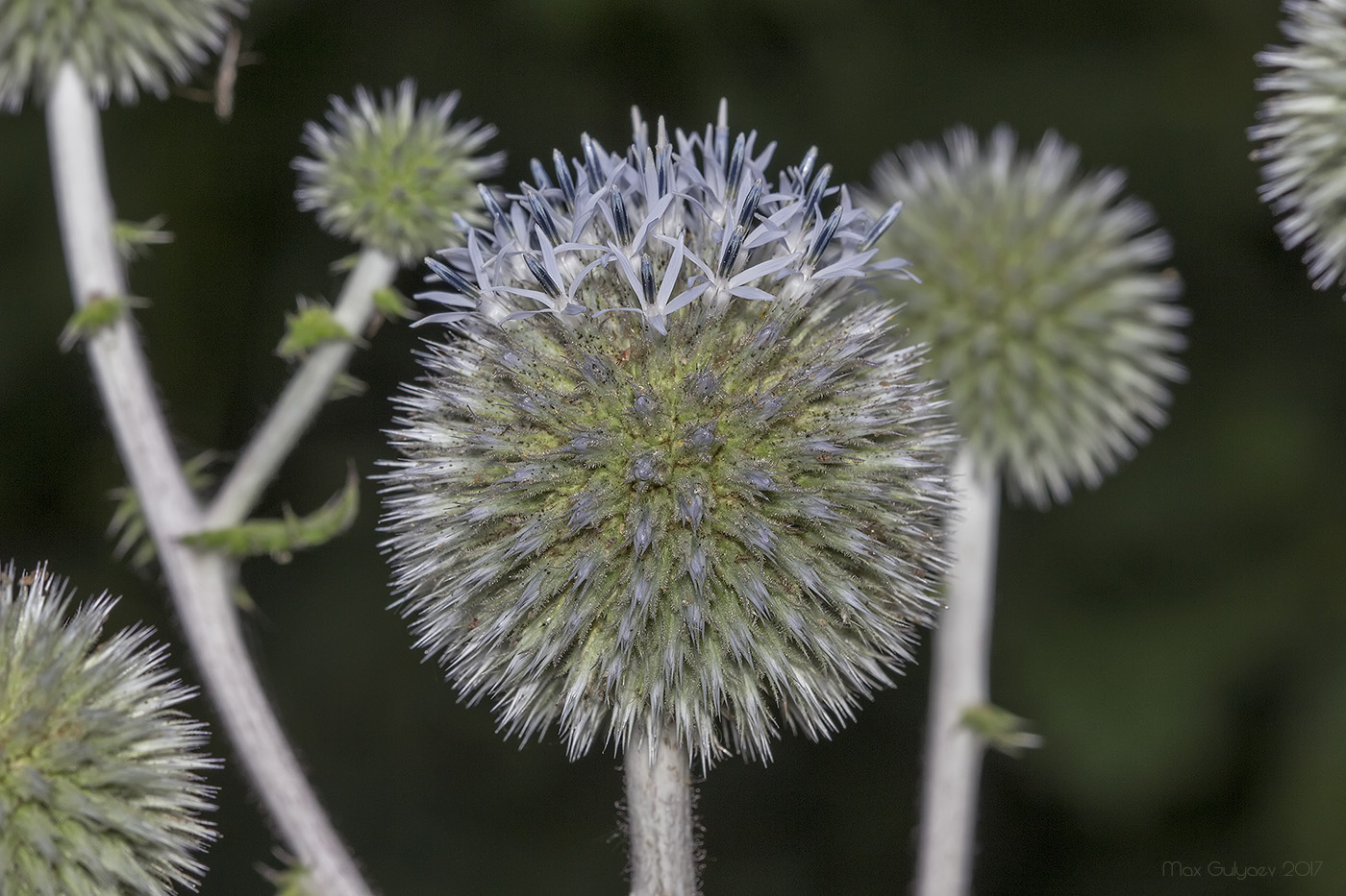 Изображение особи Echinops sphaerocephalus.
