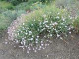 Silene swertiifolia