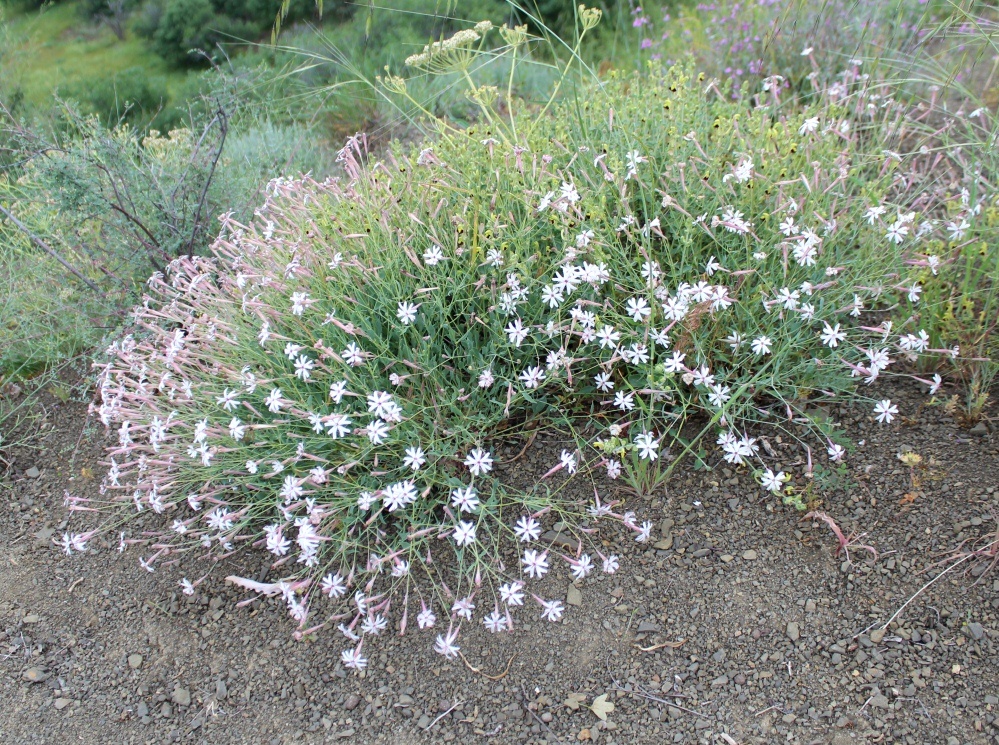 Image of Silene swertiifolia specimen.