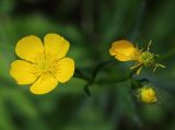 Ranunculus acris