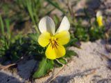 Viola tricolor