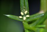 Salsola komarovii