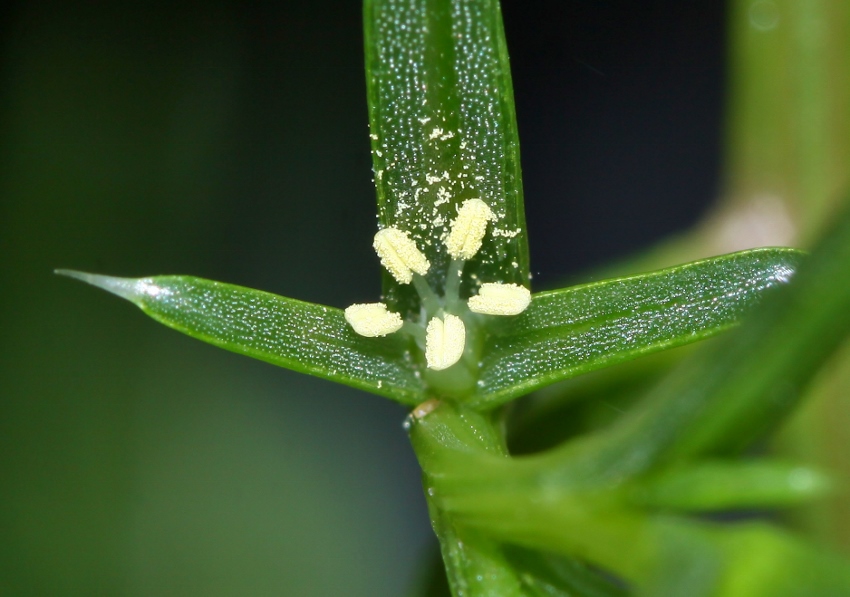 Изображение особи Salsola komarovii.
