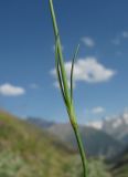 Dianthus cretaceus. Часть побега. Кабардино-Балкария, Эльбрусский р-н, долина р. Ирик, ок. 2500 м н.у.м., у тропы на склоне горы. 28.07.2017.