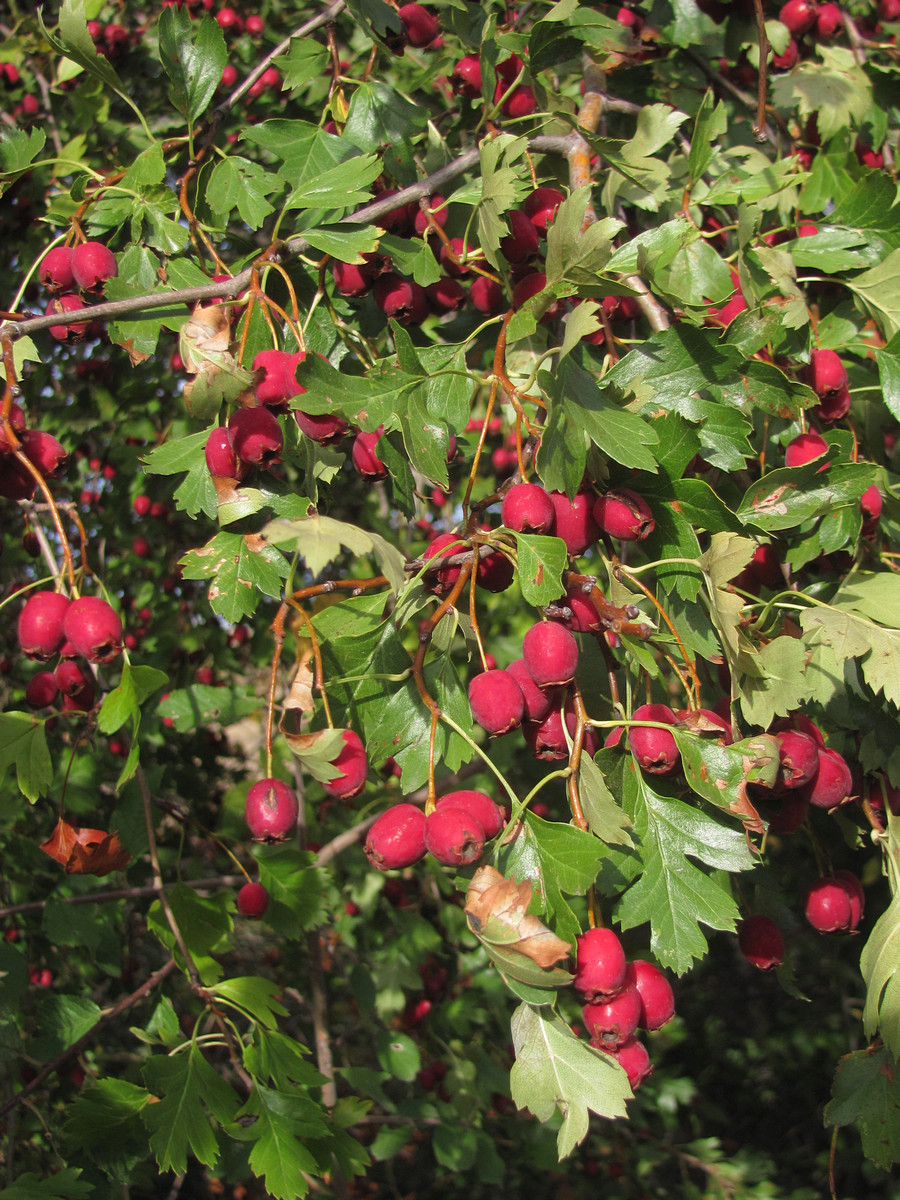 Изображение особи Crataegus dipyrena.