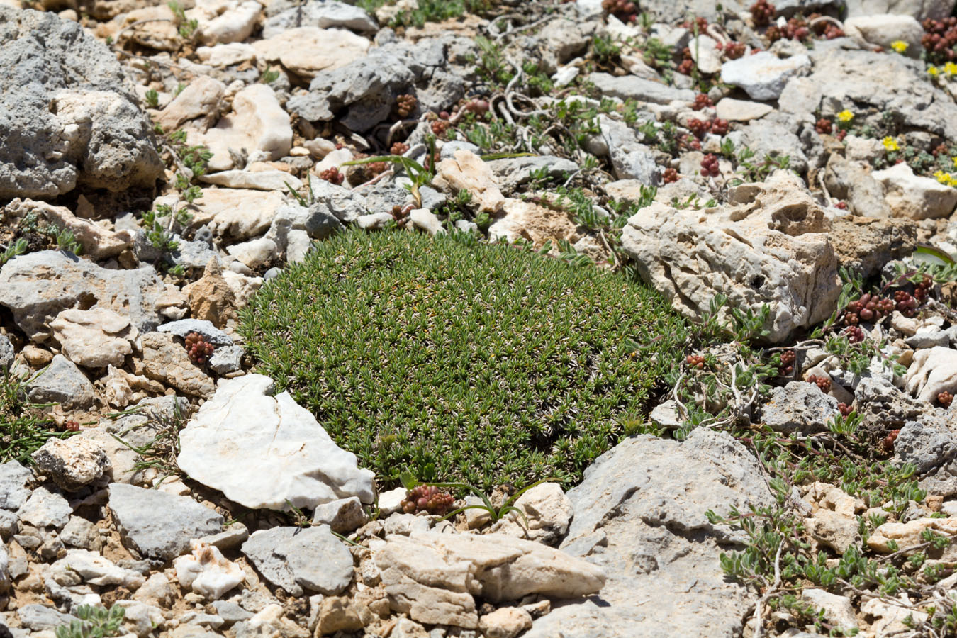 Image of Acantholimon ulicinum specimen.