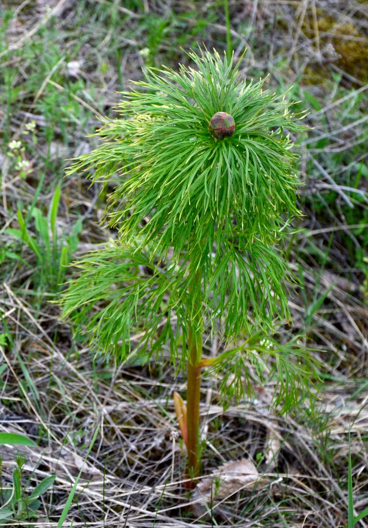 Image of Paeonia tenuifolia specimen.