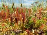 Drosera anglica. Плодоносящие растения. Магаданская обл., Ольский р-н, окр. оз. Глухое, осоково-сфагновое болото. 31.07.2017.