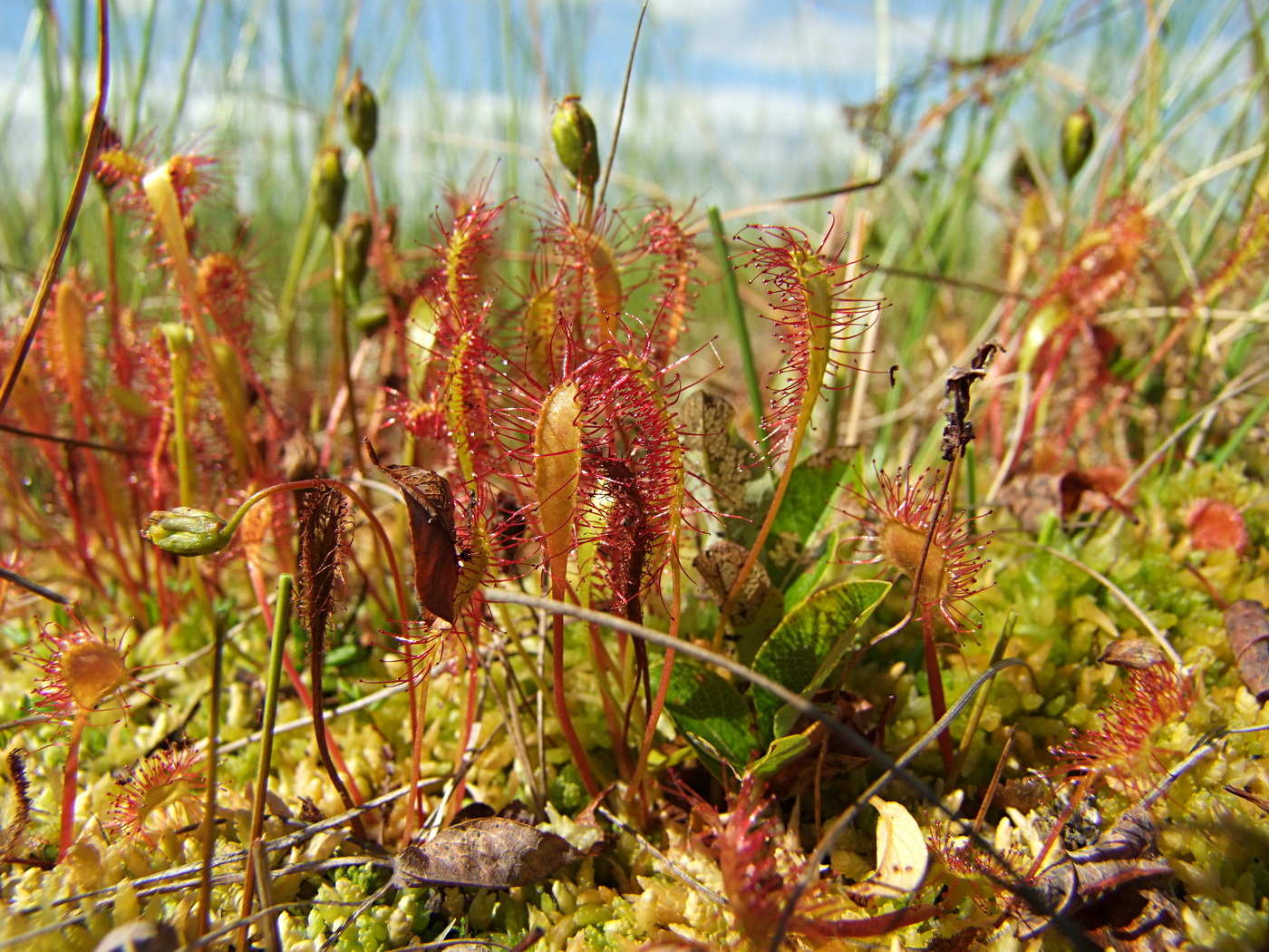 Изображение особи Drosera anglica.