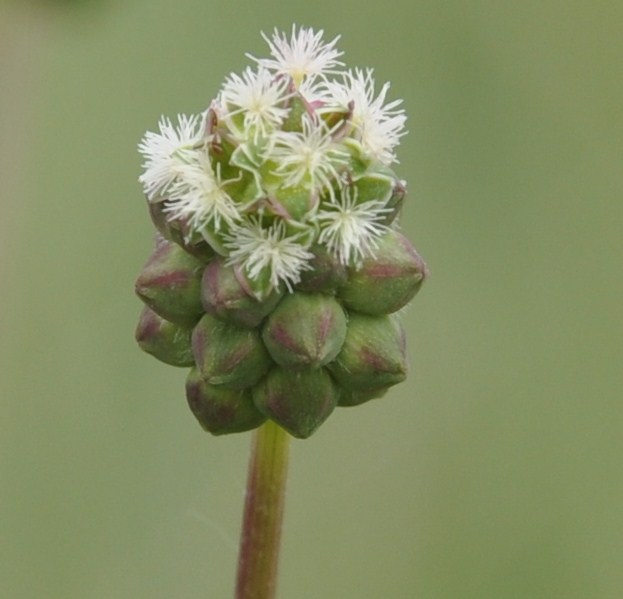 Изображение особи Poterium sanguisorba.