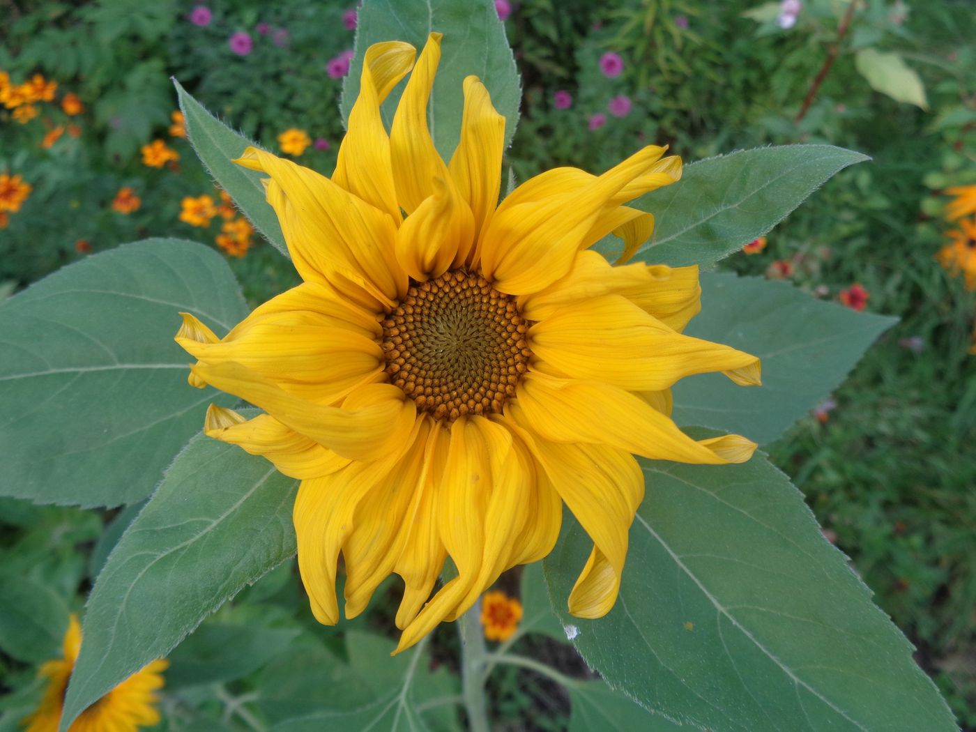 Image of Helianthus annuus specimen.