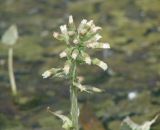 Petasites frigidus