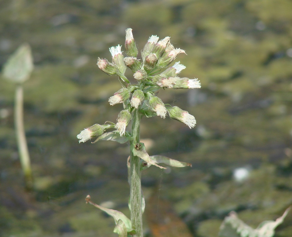 Image of Petasites frigidus specimen.