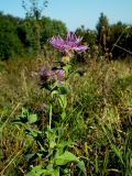 Centaurea abnormis