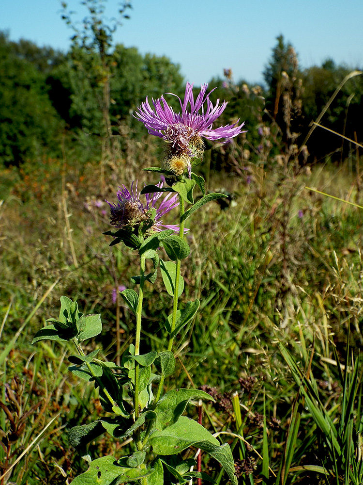 Изображение особи Centaurea abnormis.