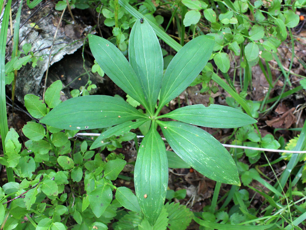 Изображение особи Lilium martagon.