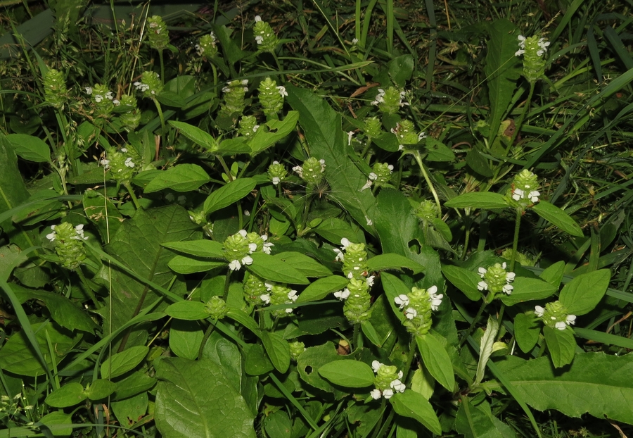 Изображение особи Prunella vulgaris.