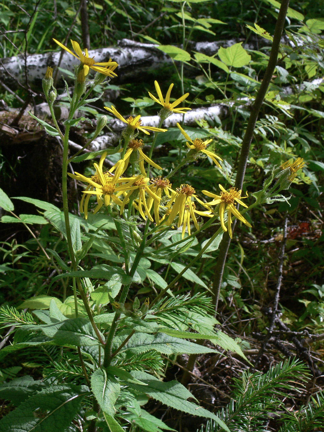 Image of Senecio nemorensis specimen.