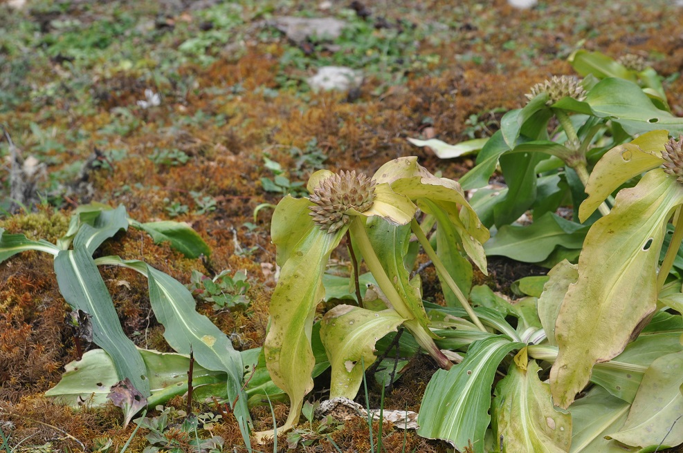 Image of Gentiana crassicaulis specimen.