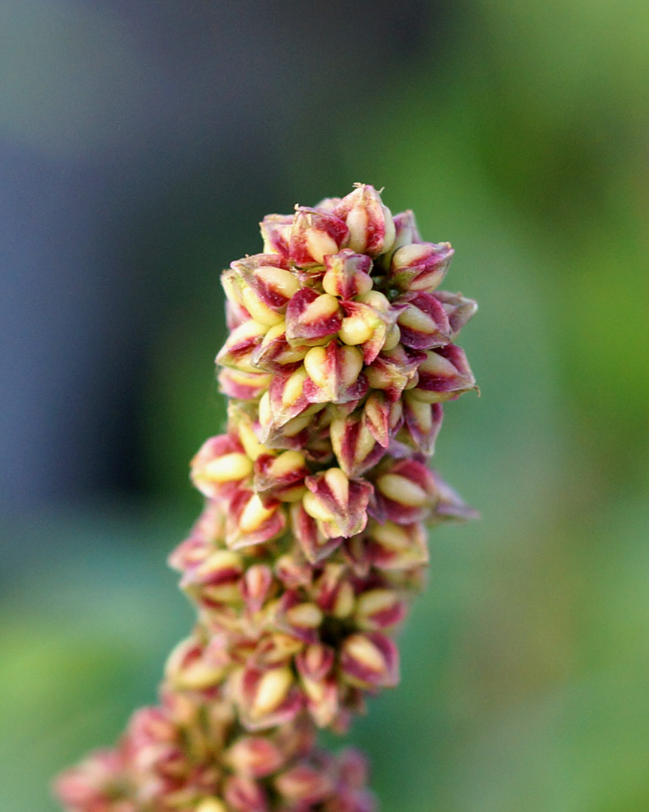 Image of Rumex sibiricus specimen.