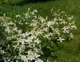 Clematis mandshurica