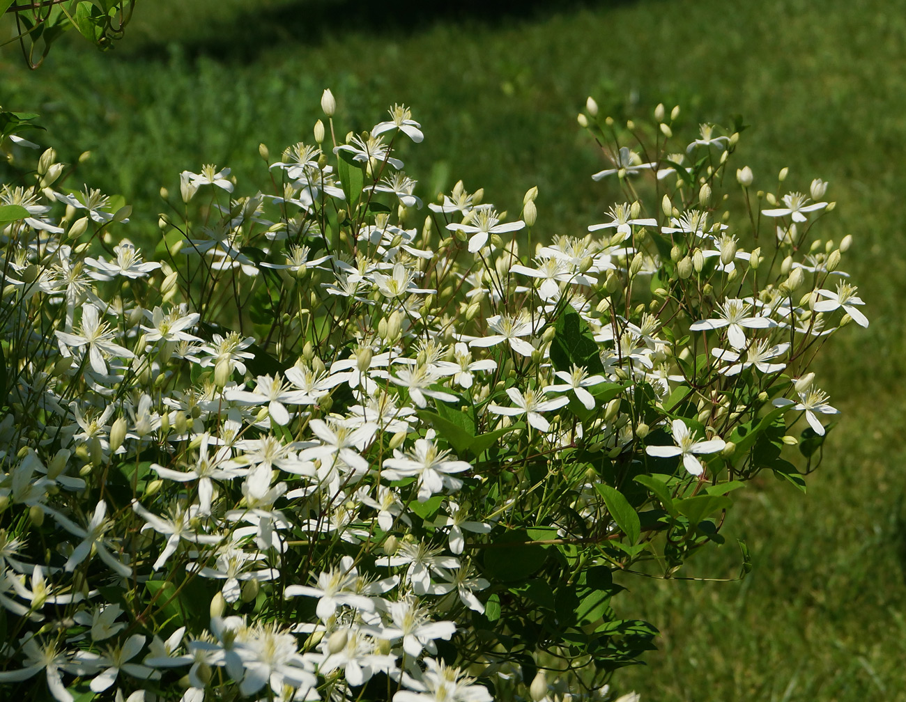 Изображение особи Clematis mandshurica.