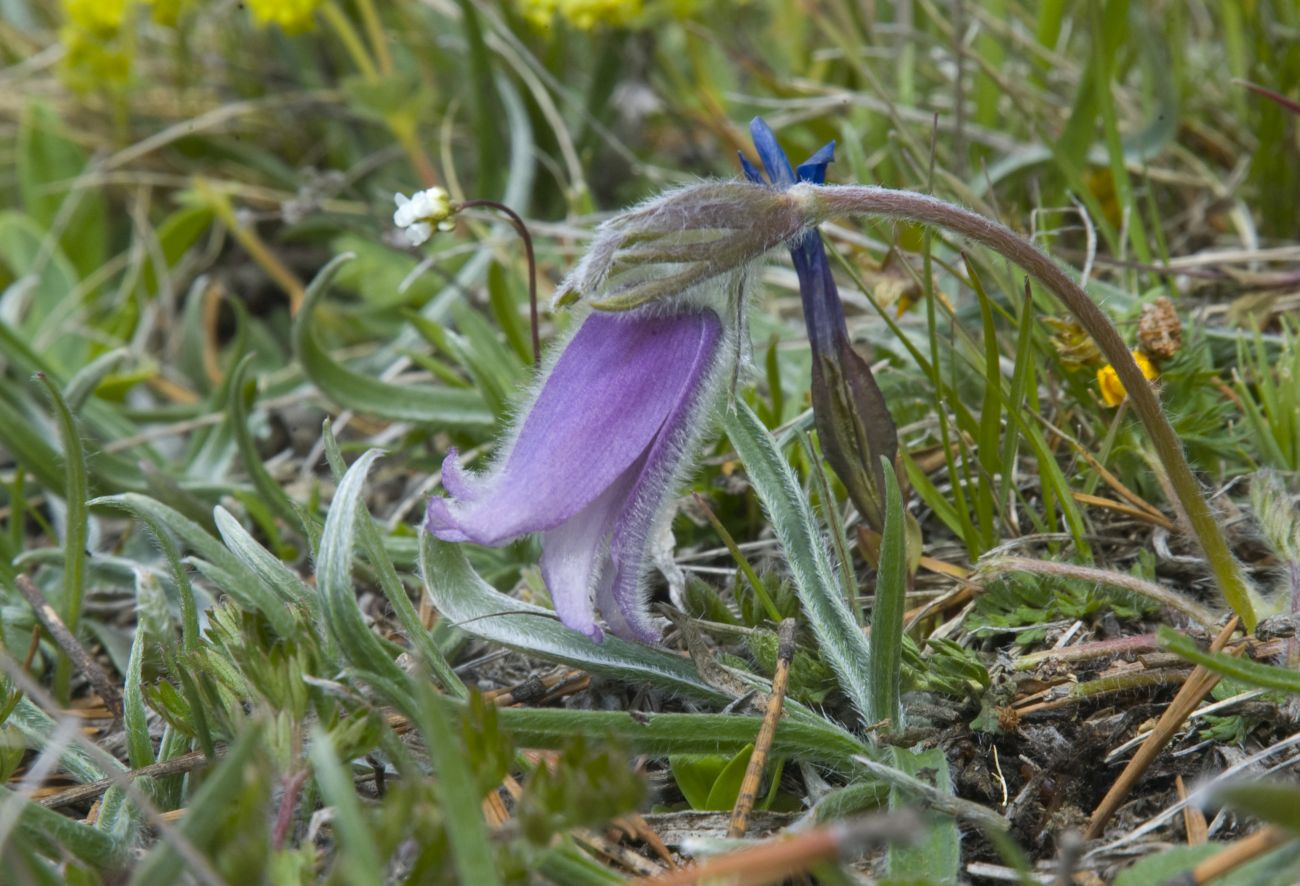 Image of Pulsatilla violacea specimen.