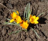 Crocus olivieri подвид balansae. Куртинка цветущих растений (сорт 'Orange Monarch'). Краснодарский край, г. Усть-Лабинск, на приусадебном участке. 08.03.2018.