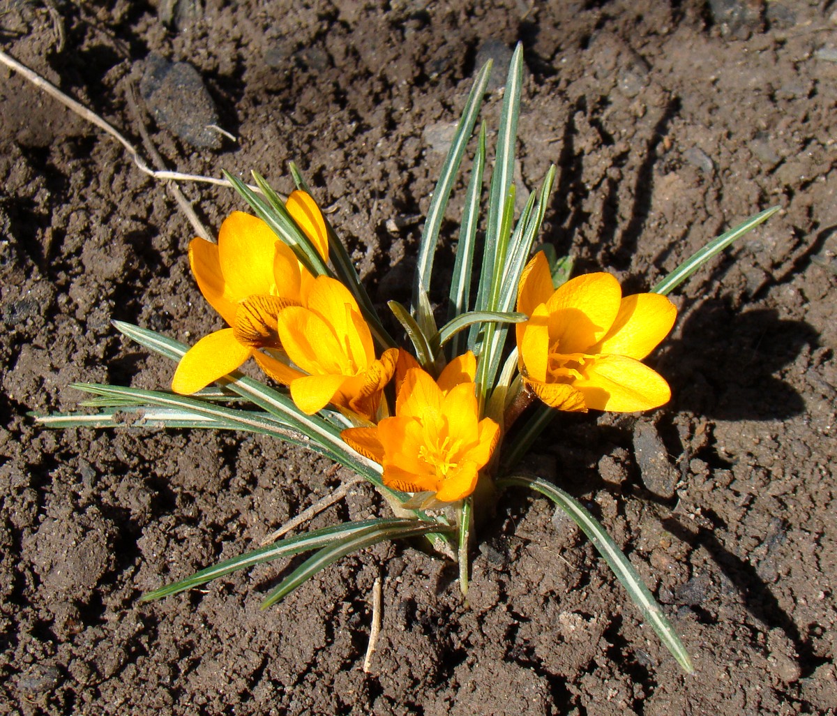 Изображение особи Crocus olivieri ssp. balansae.