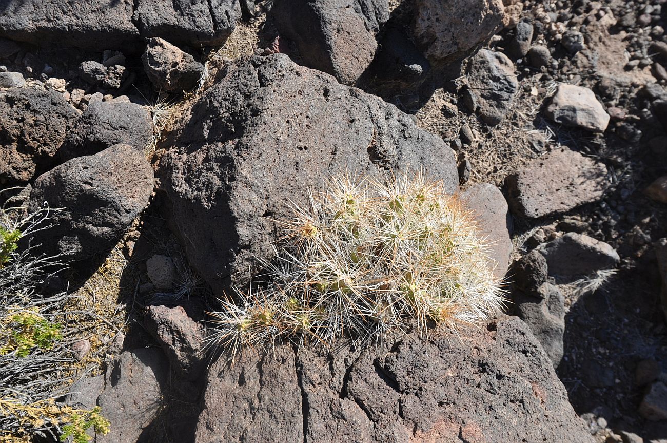 Изображение особи семейство Cactaceae.