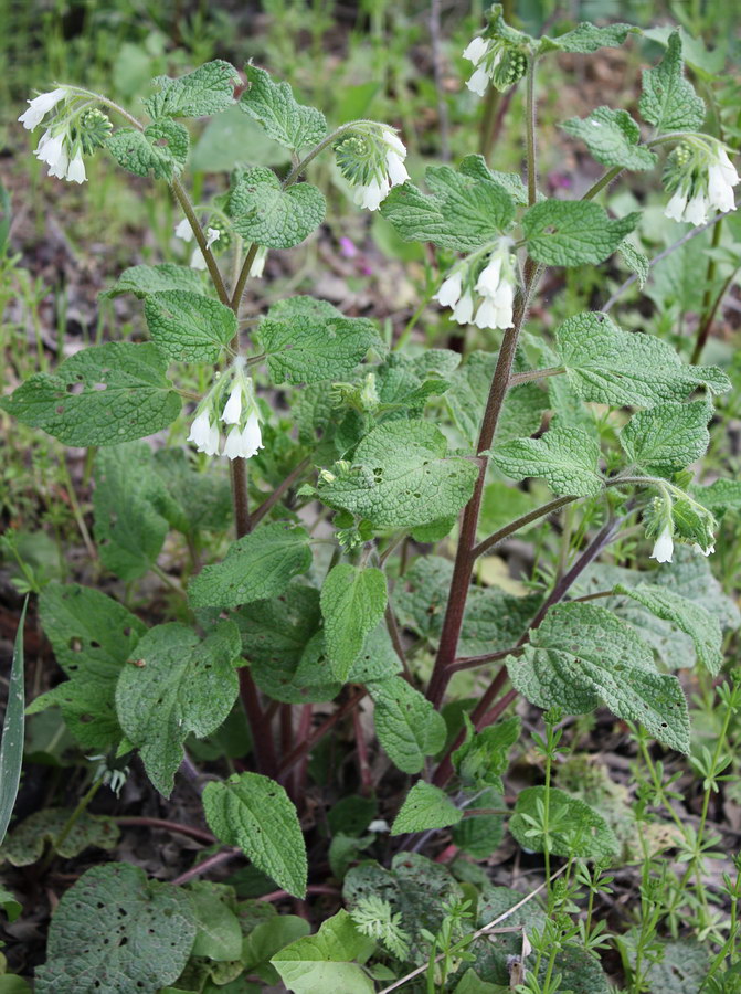 Изображение особи Symphytum tauricum.