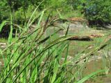 Carex buekii