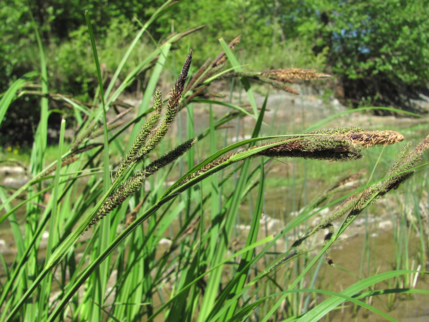 Изображение особи Carex buekii.