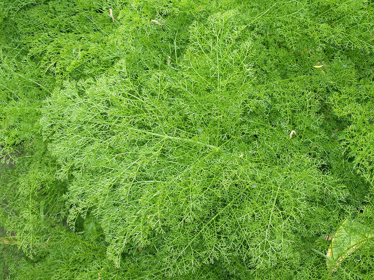 Image of Ferula tenuisecta specimen.