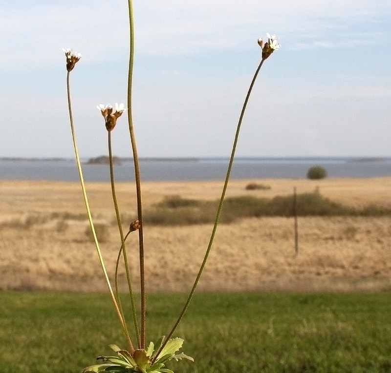 Image of Androsace septentrionalis specimen.