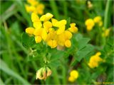 Lotus corniculatus. Верхушки цветущих побегов. Ивано-Франковская обл., Болеховский горсовет, Поляницкий сельсовет, Поляницкий региональный ландшафтный парк, урочище Каменный, поляна в буково-пихтовом лесу. 13.05.2018.