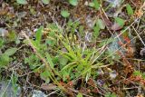 Carex capillaris