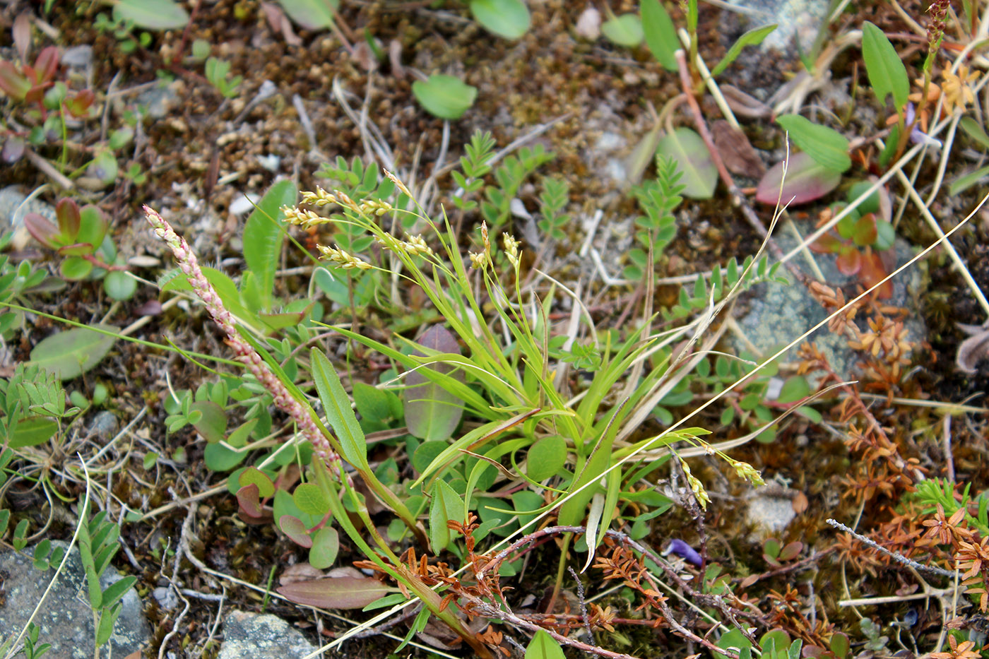 Изображение особи Carex capillaris.