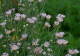 Erigeron acris