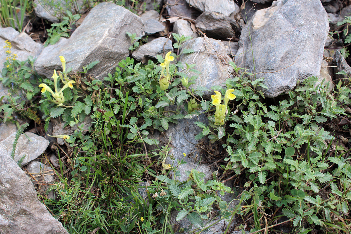 Image of Scutellaria karatschaica specimen.