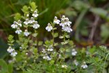 Euphrasia petiolaris. Верхушки цветущих растений. Карачаево-Черкесия, Зеленчукский р-н, окр. пос. Архыз, хребет Абишира-Ахуба, южный склон пер. Федосеева, ≈ 2200 м н.у.м., опушка соснового леса. 30.07.2018.