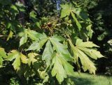 Acer