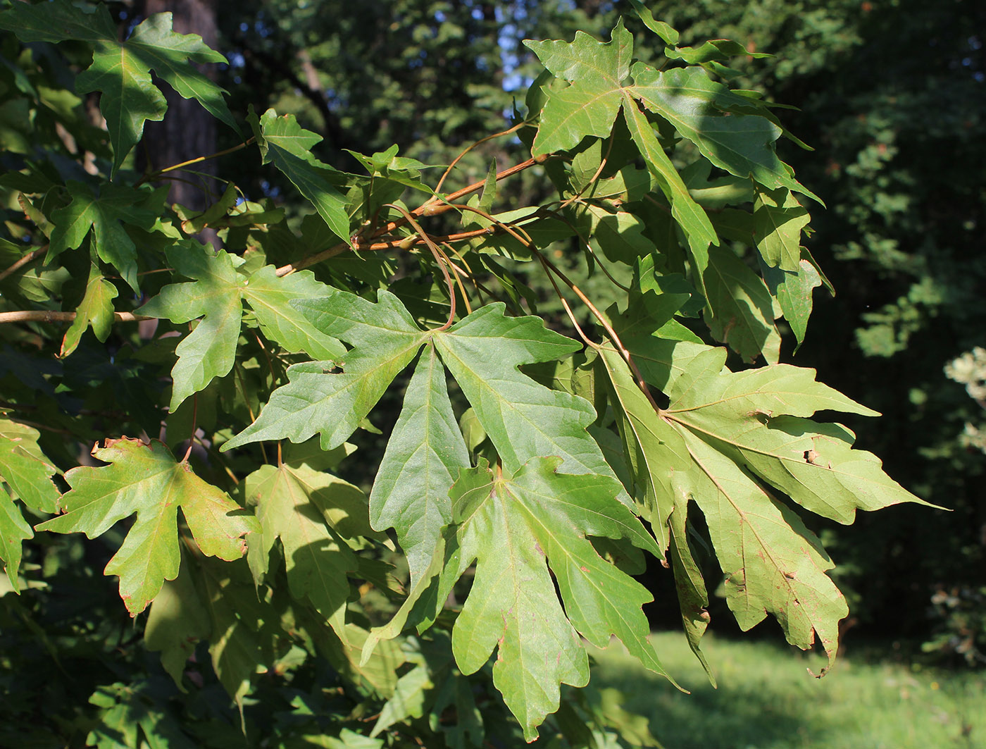 Image of Acer miyabei specimen.