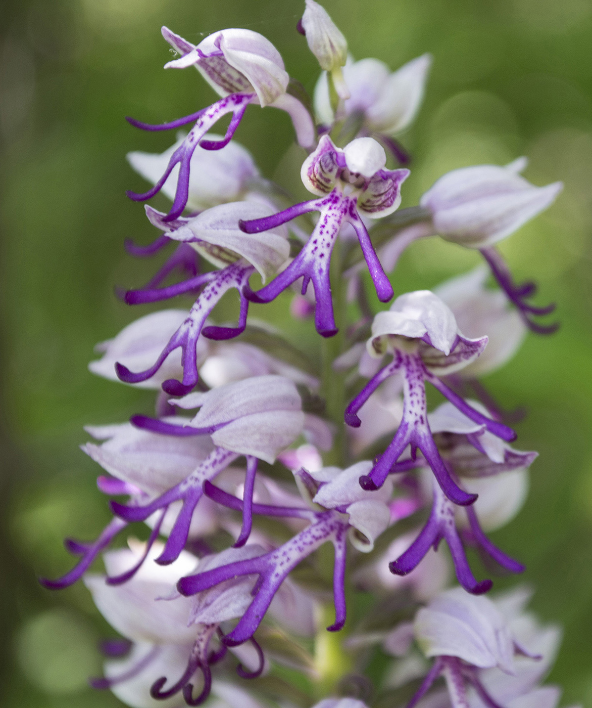 Изображение особи Orchis &times; beyrichii ssp. mackaensis.