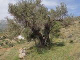 Olea europaea