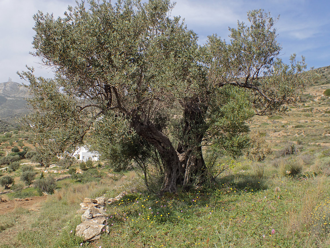 Image of Olea europaea specimen.